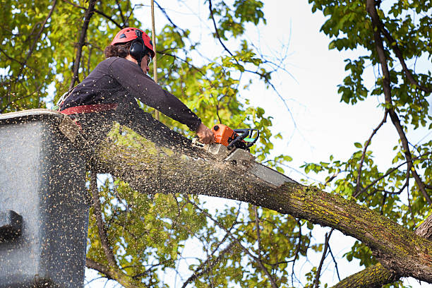 How Our Tree Care Process Works  in  Broadview Heights, OH