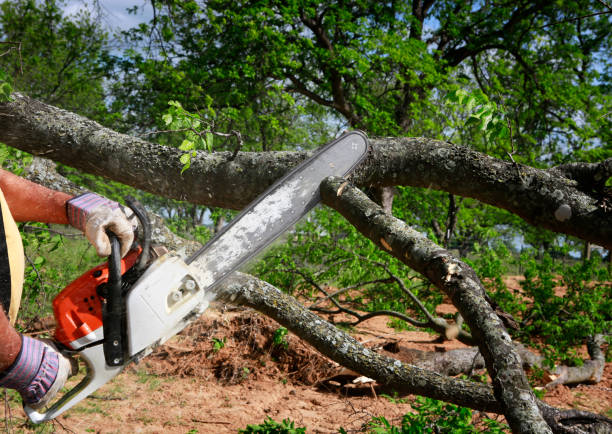 Trusted Broadview Heights, OH Tree Care Experts